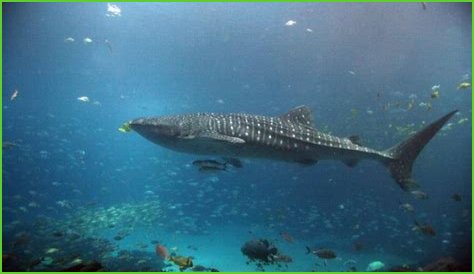Death Of Endangered Whale Shark At Aquarium Ignites Debate About Animals In Captivity