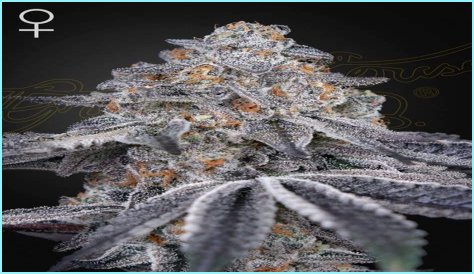 Dosidos x Holy Punch Genetics