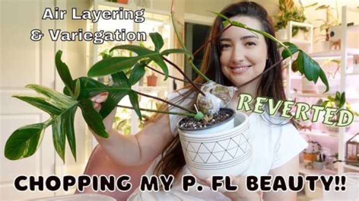 Can Reverted Florida Beauty Come Back