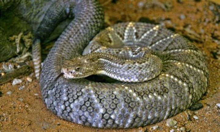 Facts can dispel fears of snakes