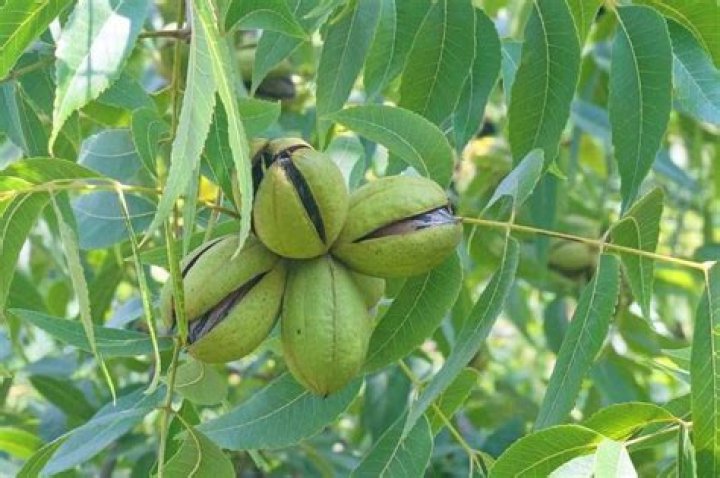 How far apart should I plant my pecan trees?
