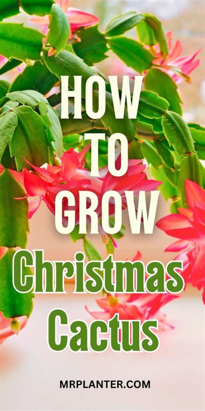 How to Care for Holiday Cacti