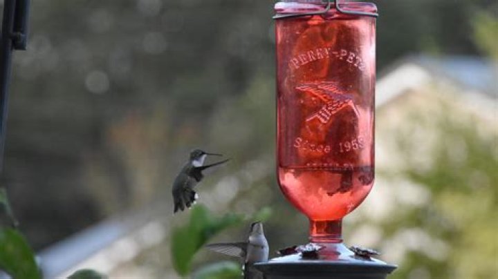 Keep feeders full for fall hummingbird migration