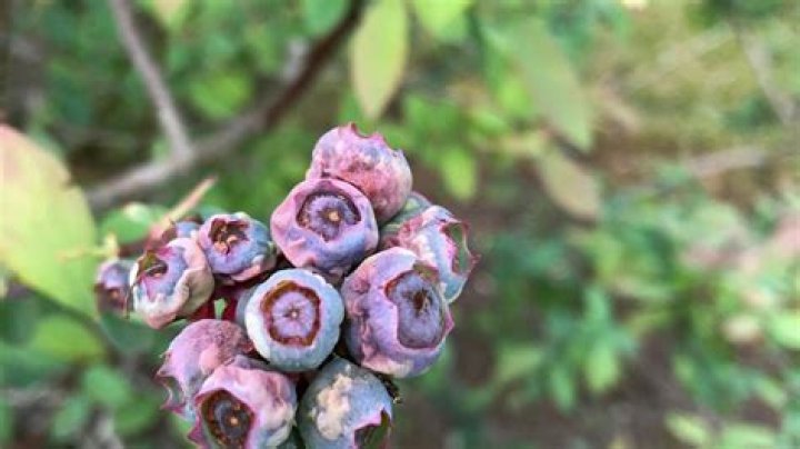 Late freeze causes severe damage to MS blueberries