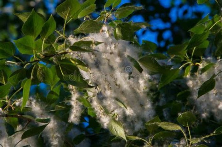Male plants are not to blame for allergies