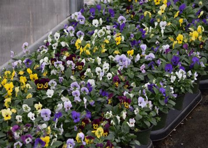 Plant tough violas for months of garden color
