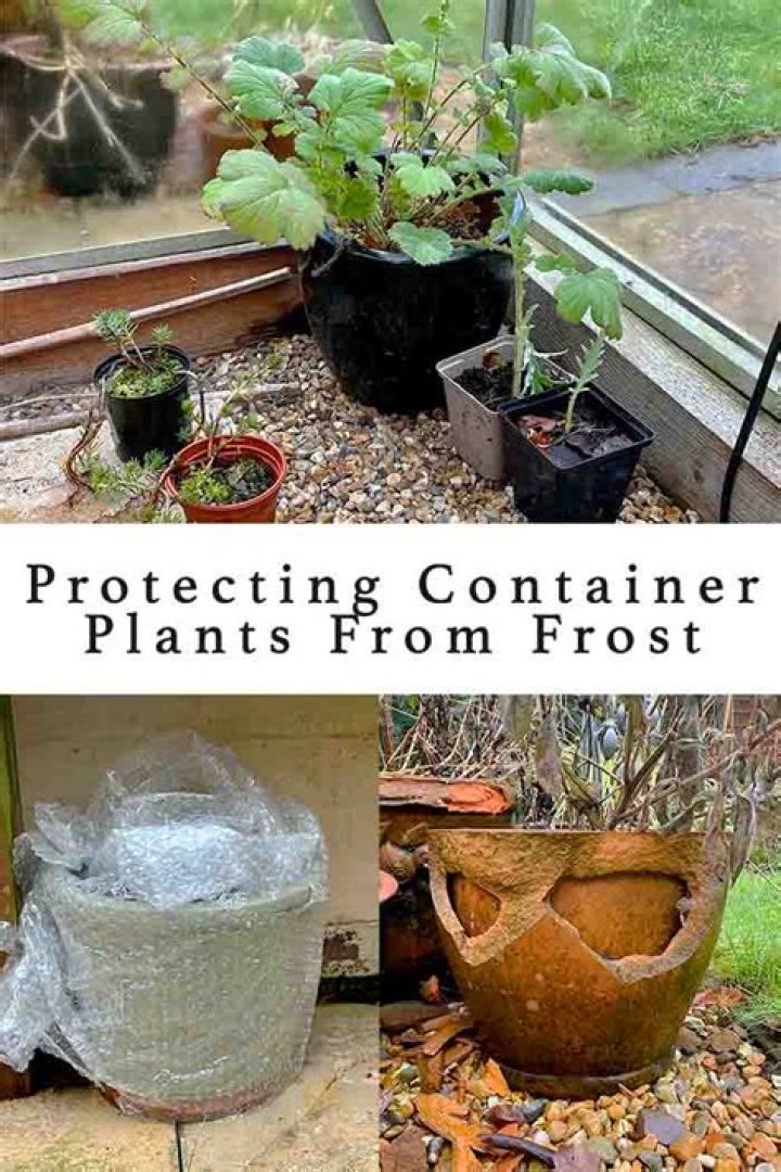 Protecting Plants from Cold Temperatures