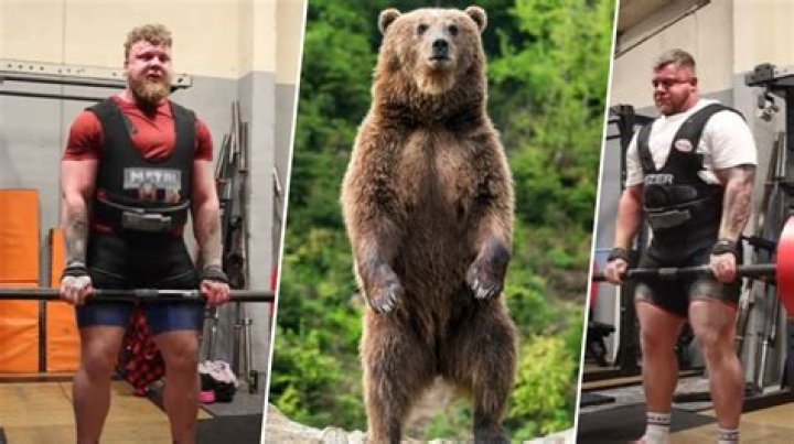 Stoltmans Deadlift The Weight Of A Grizzly Bear
