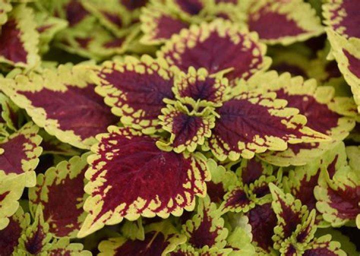 Sun coleus offers colorful foliage all summer long