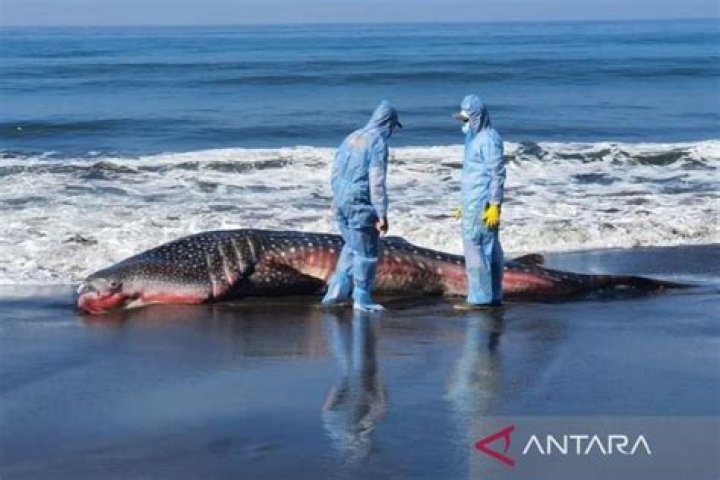 Whale Shark Found Dead in Bali Beach due to Trawling Nets