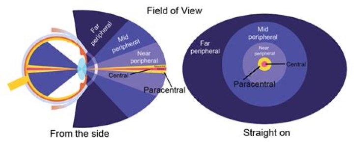 What Is Peripheral Vision? - All About Vision